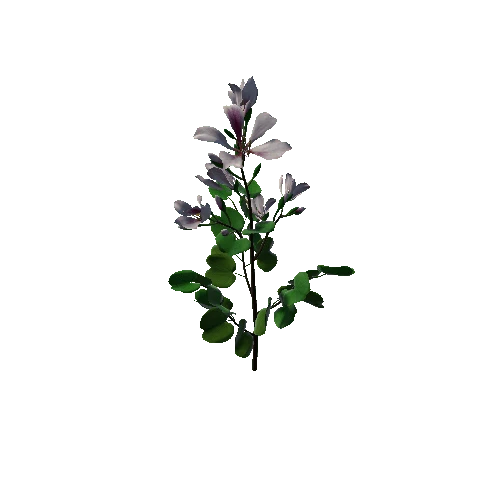 Flower Bauhinia Variegata3 1